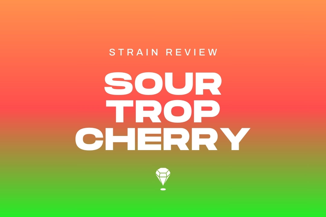 Sour Trop Cherry Strain Review