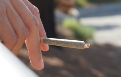 King Louis XIII Strain Review