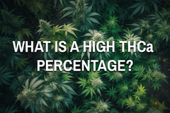 What Is A High THCA Percentage?