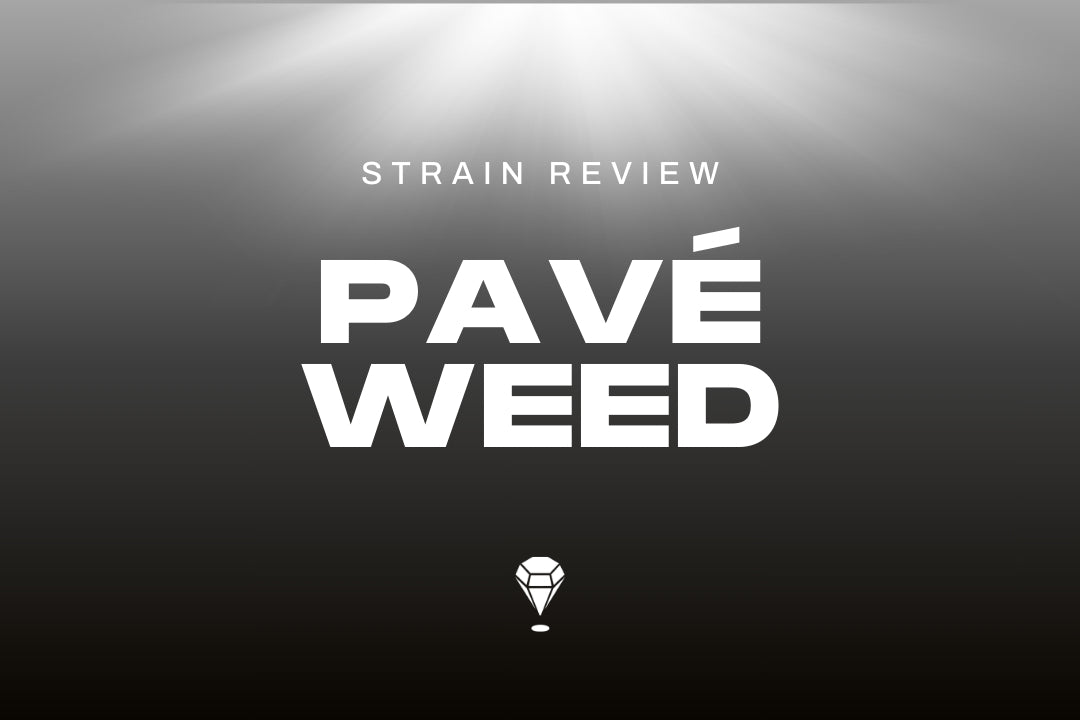 Pave Strain aka Pavé Weed Review