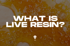 What Is Live Resin? How It’s Made & Where To Buy Online