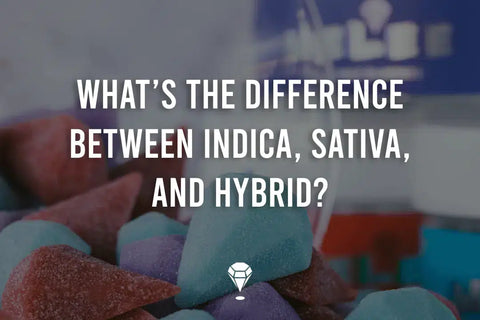 What’s The Difference Between Indica, Sativa, and Hybrid?