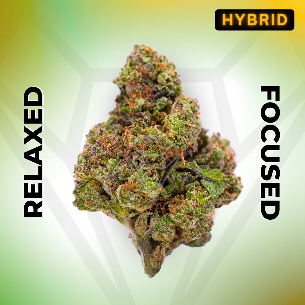 Gush Mintz • Hybrid