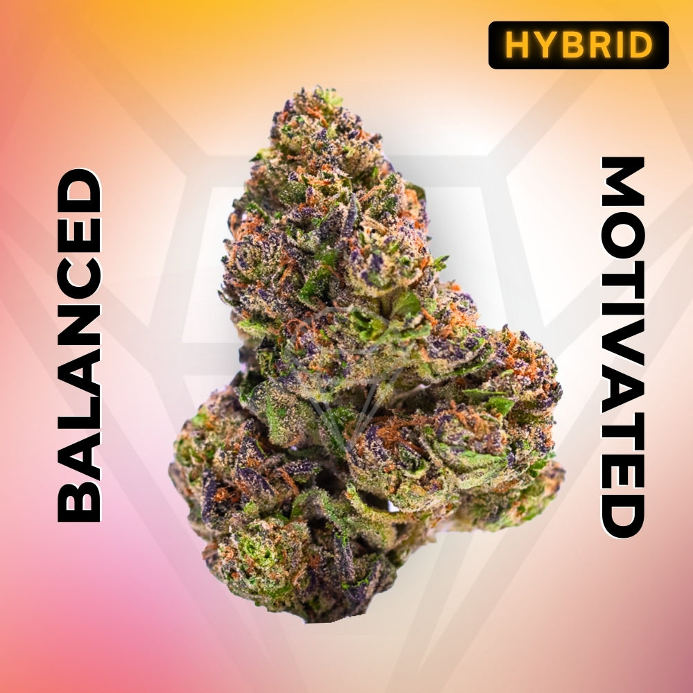 Lemon Cherry Gelato • Hybrid