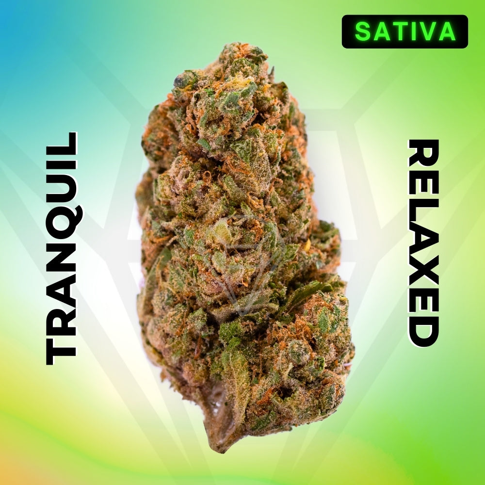 Sour Trop Cherry • Sativa