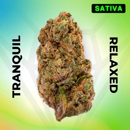 Sour Trop Cherry • Sativa