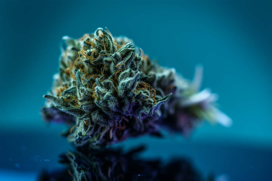 Cannabis bud on a blue background.