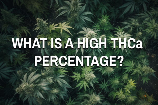 In the background, a lush jungle of marijuana trees and In the foreground, the question is posed: 'What is a high THCa percentage?