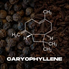 Top 4 Terpenes For The Munchies: Maximizing Holiday Meals