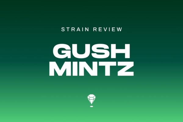 Gush Mintz Strain Review by Melee Dose