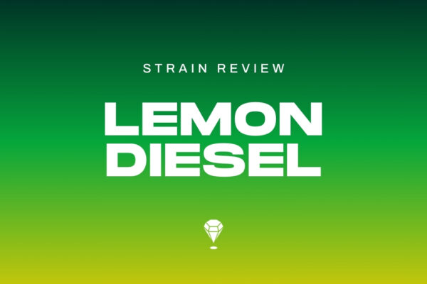 Lemon Diesel Strain Review by Melee Dose