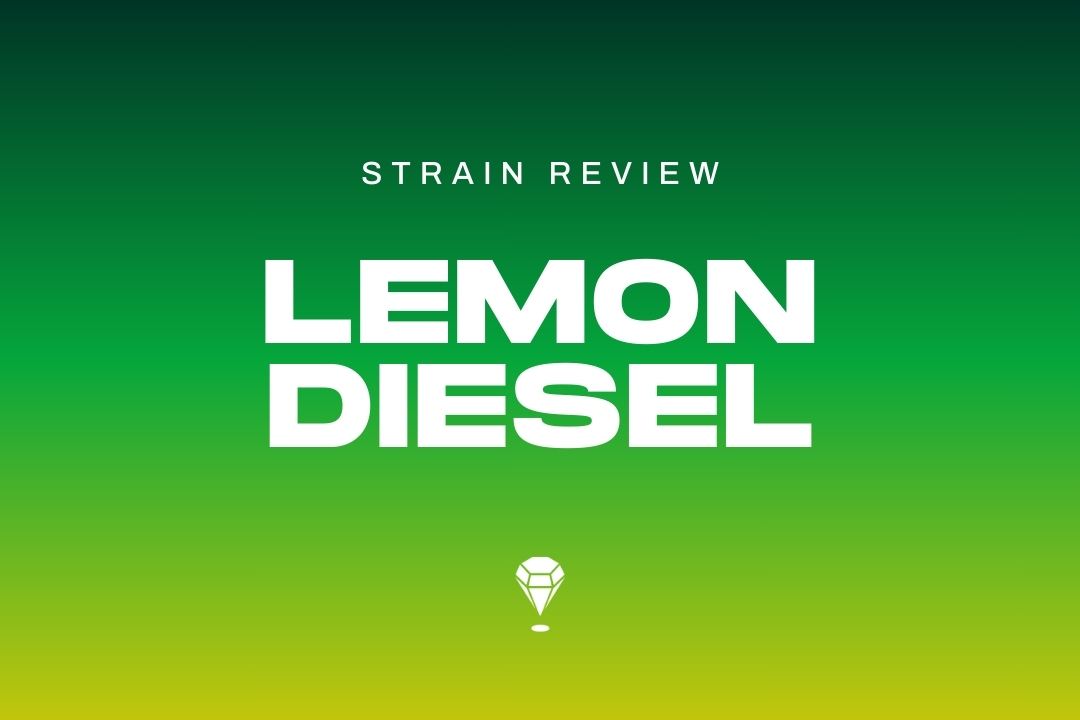 Lemon Diesel Strain Review by Melee Dose