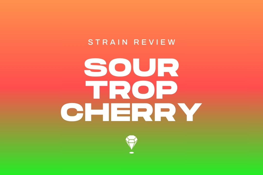 Sour Trop Cherry Strain Review + Best THCa Flower