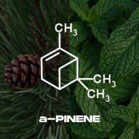 Pinene Terpene by Melee Dose