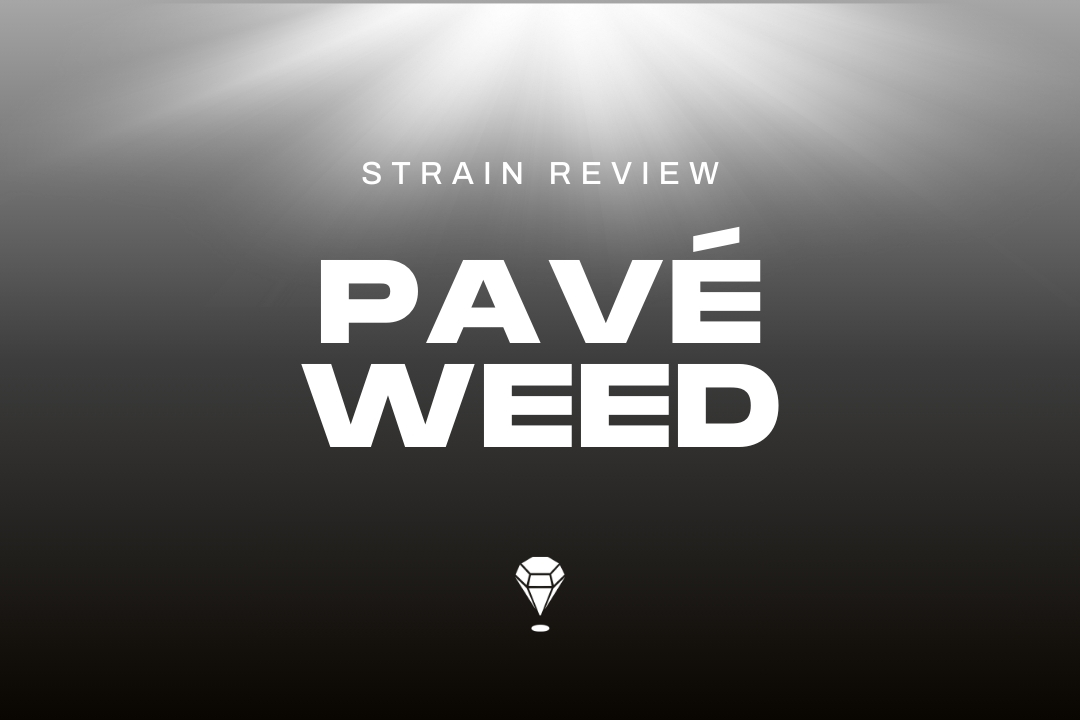 Pave Strain aka Pavé Weed Review + Best THCa Flower